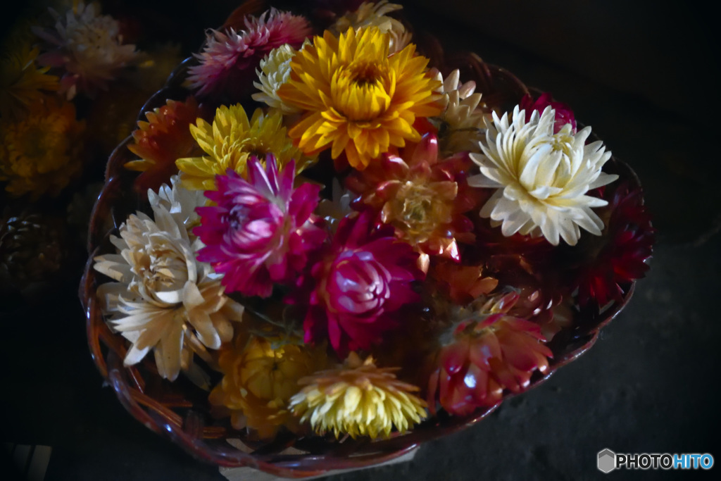 シリーズ 嫁の激写 「なんだろうな～。花？」