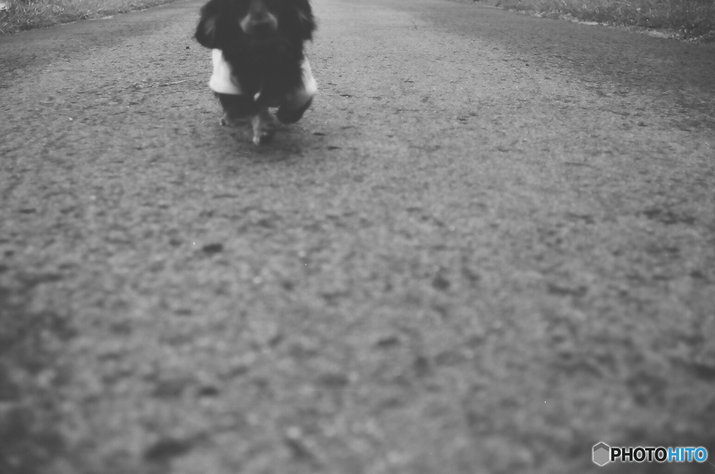 走りくる犬
