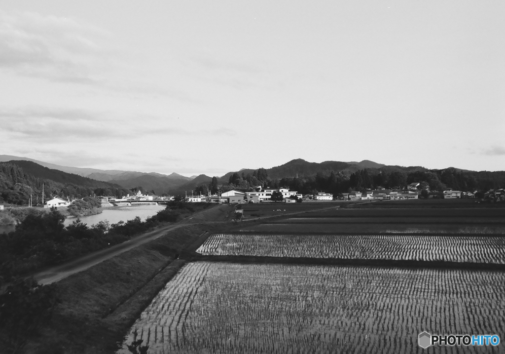 ベランダ田んぼ