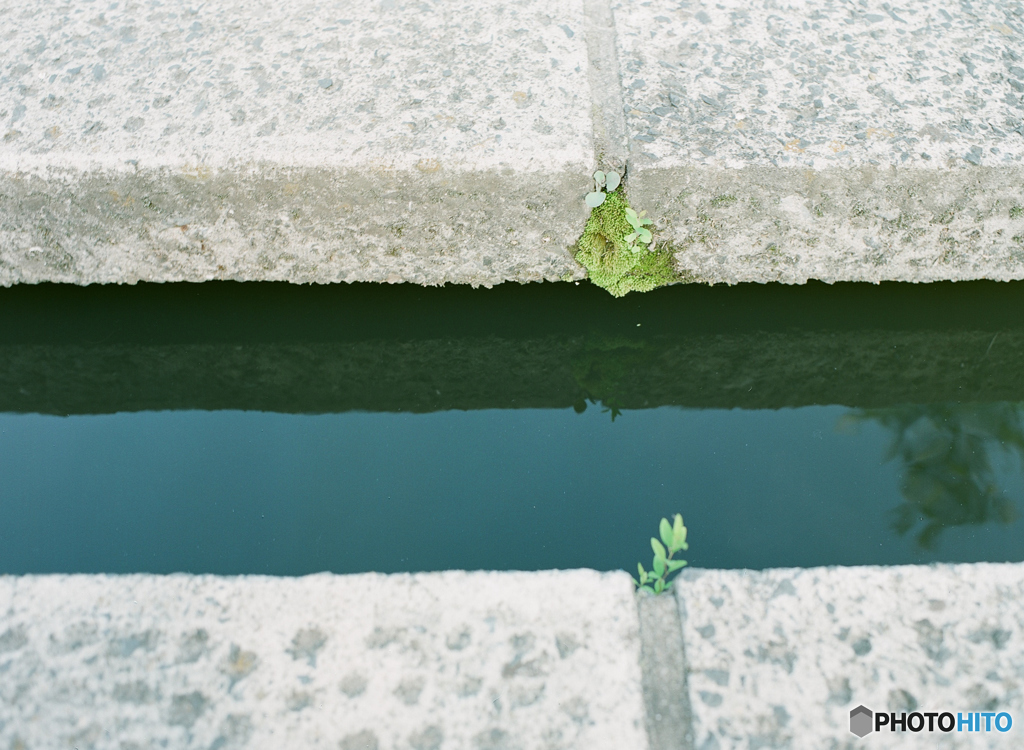 池の飛び石の写真