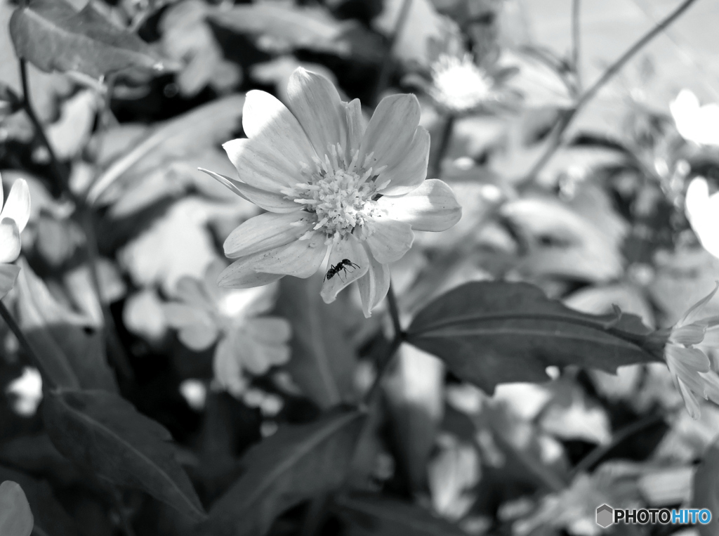 シリーズ 召し上がれ俺の道草 「蟻には蟻の生き方がある。」