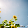 季節限定シリーズ2 「 おれの向日葵を見ろ！ 」　～ 太陽と蜜蜂と向日葵と ～