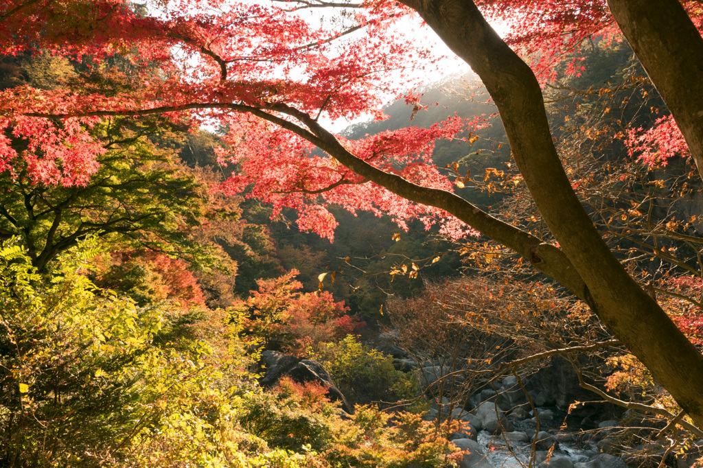 渓谷 - 紅葉