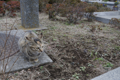 葛西臨海公園 猫