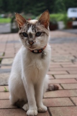 大人しい猫
