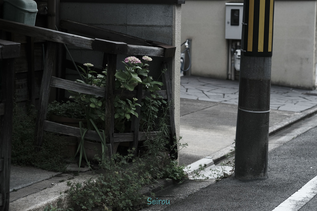 _DSF0683