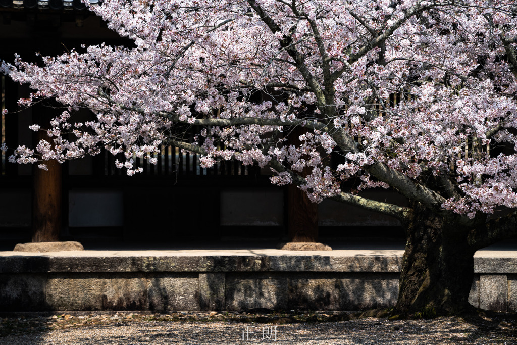 桜