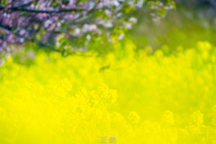 春