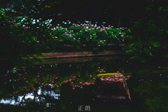 赤の紫陽花