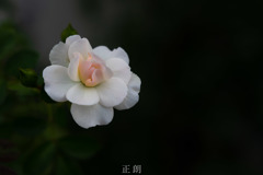 薔薇