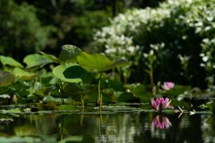 睡蓮と半夏生