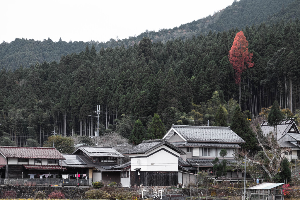 燃ゆ