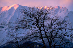 柿の木