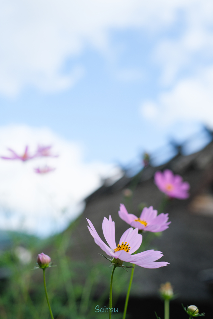 郷愁