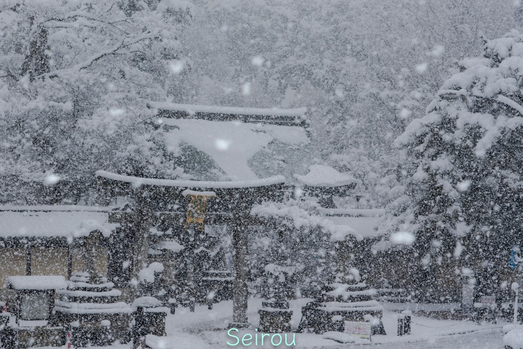 よく降りました