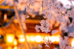 しだれ桜