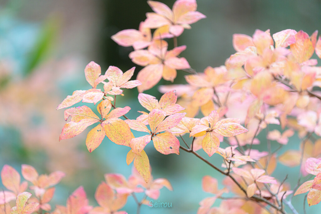 素敵な紅葉
