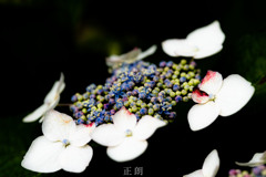 紫陽花
