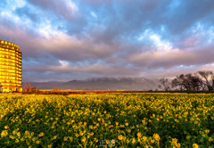菜の花のある風景