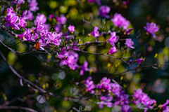 春