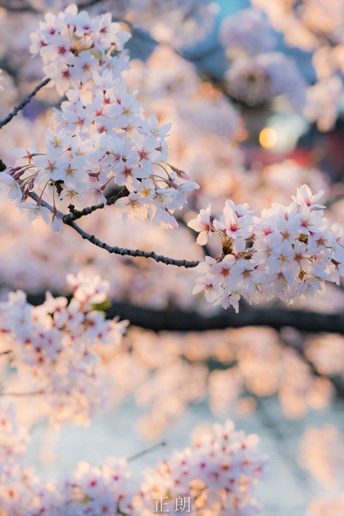 夕桜