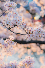 夕桜