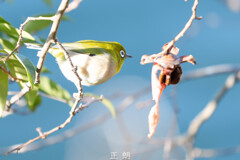 _DSC0456