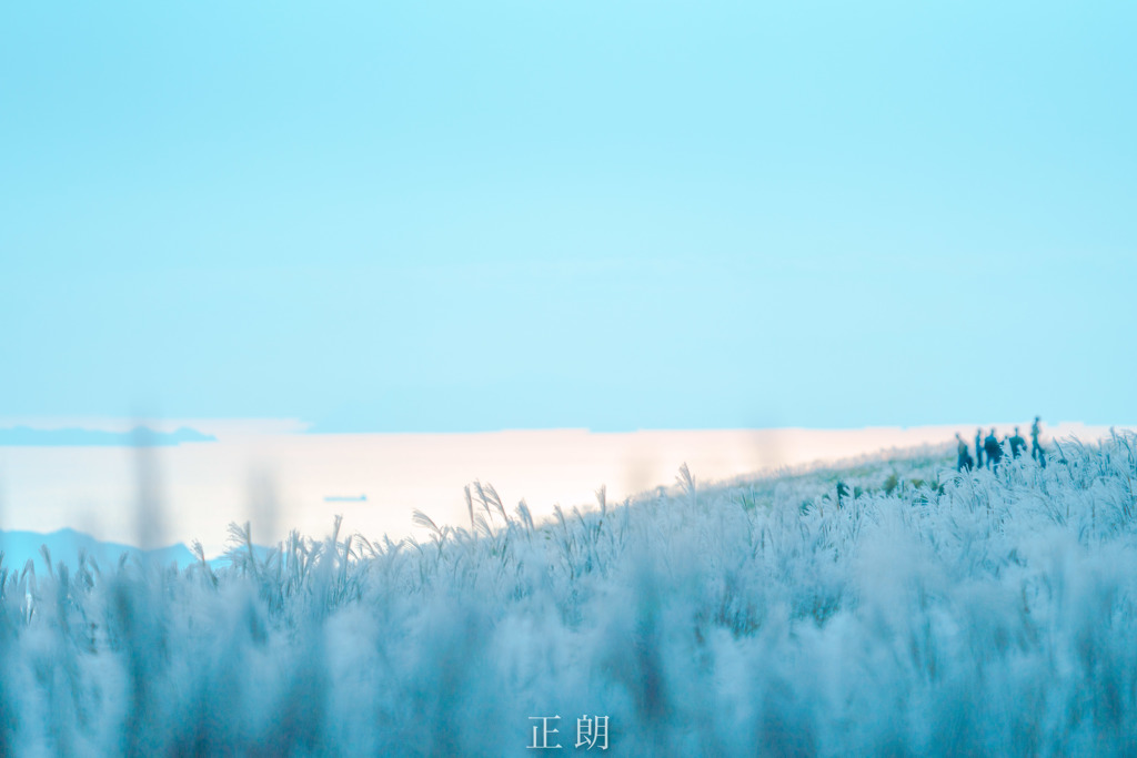 ススキホワイト