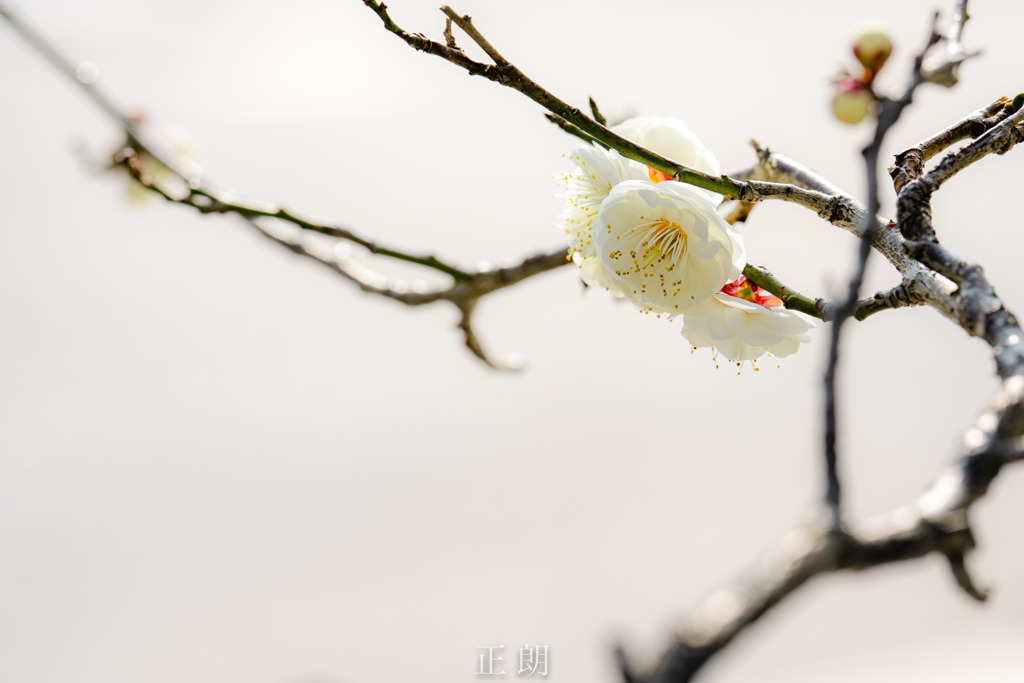 白梅
