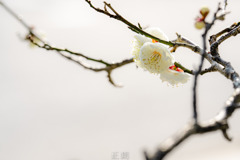 白梅