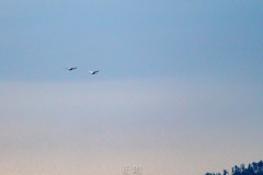_DSC1863