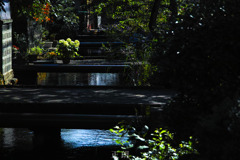 白い紫陽花のある生活