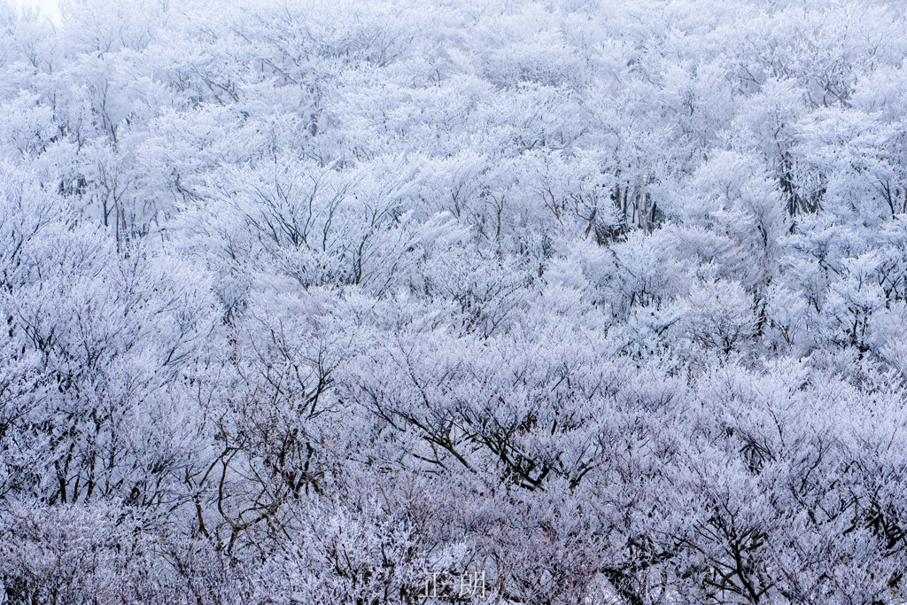 樹氷