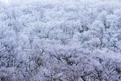 樹氷