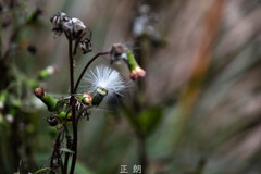 冬の足音