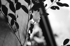 伊勢参り