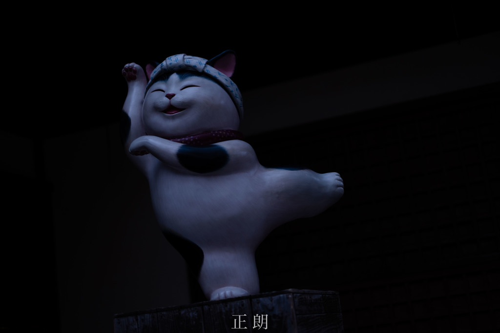 闇夜に踊る猫