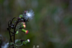 冬の足音