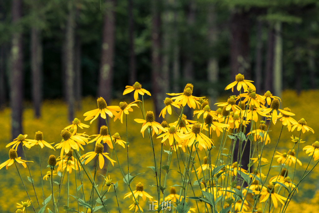 オオハンゴンソウ