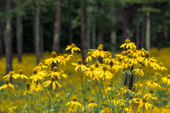 オオハンゴンソウ