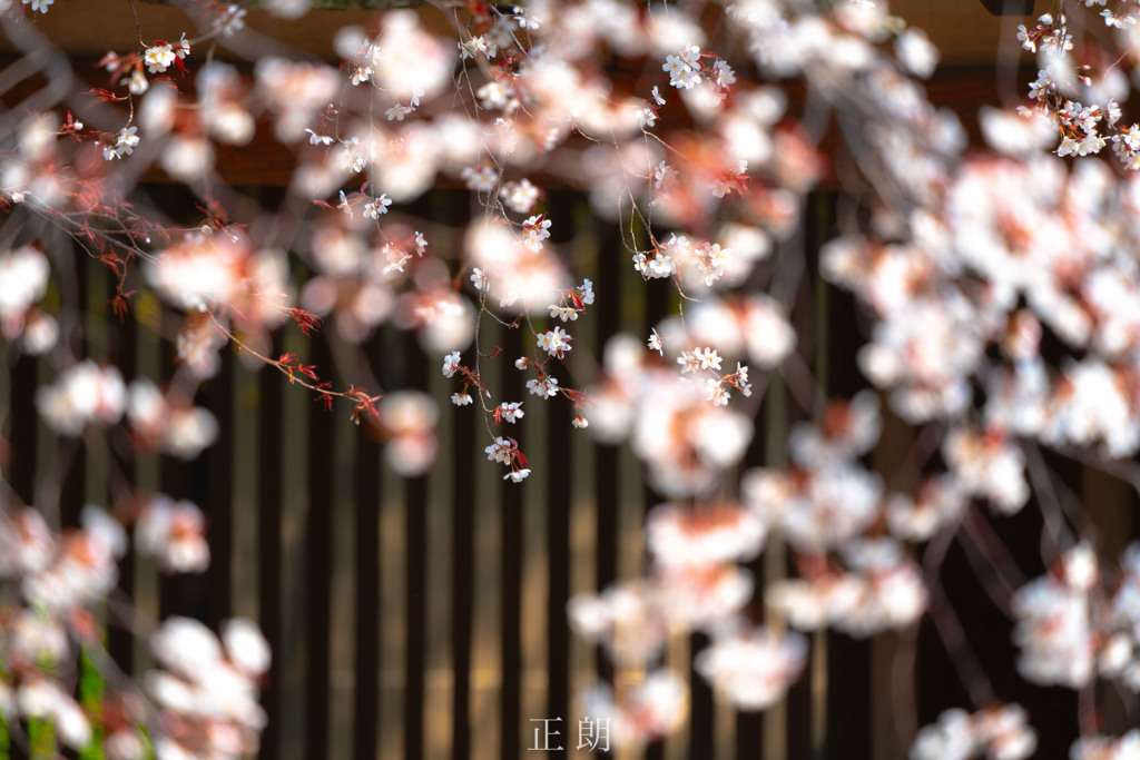 日本