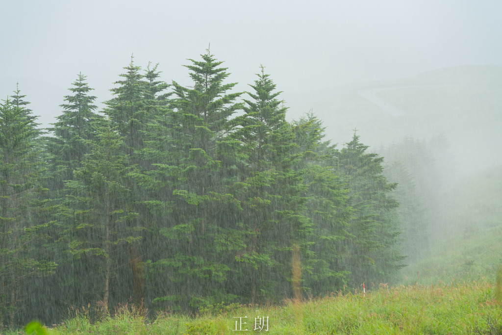高原に雨