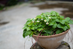 鉢植え苺