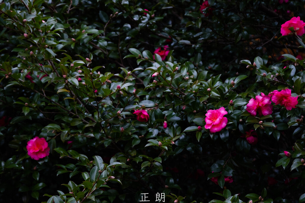 冬到来