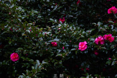 冬到来
