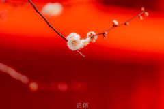 合格梅花