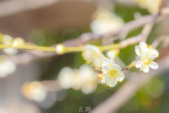 朝の白梅