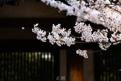 桜
