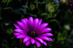 華