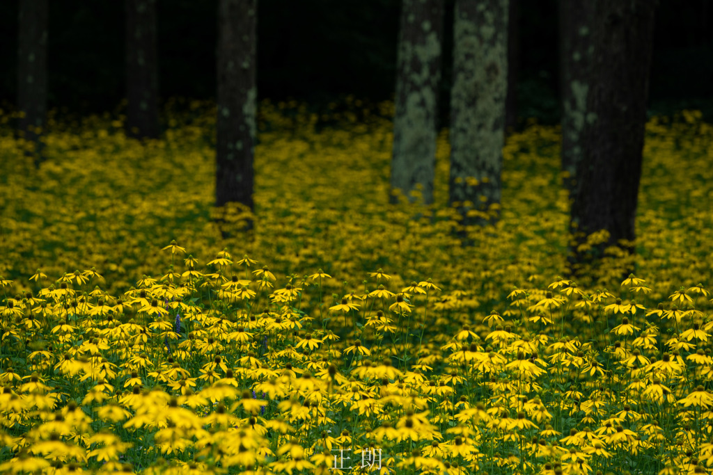 オオハンゴンソウ